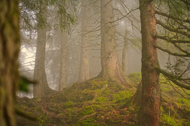 Enchanted Pathways